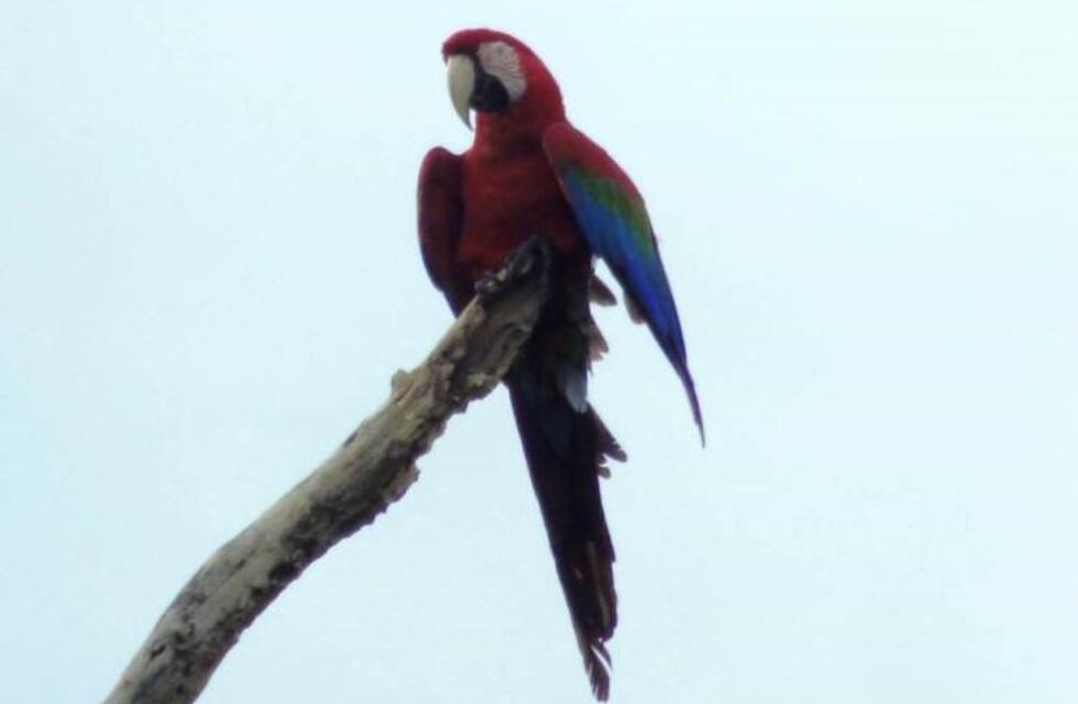 Avistaron en Misiones un Guacamayo que se creía extinto