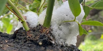 Los árboles “lloran”: el fenómeno que sorprendió a los vecinos