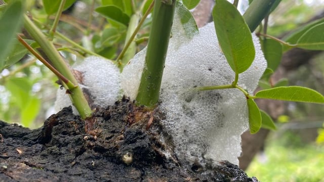 Los árboles “lloran”: el fenómeno que sorprendió a los vecinos