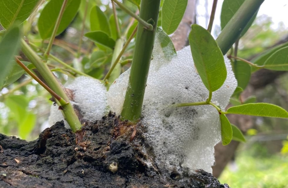 Los árboles “lloran”: el fenómeno que sorprendió a los vecinos