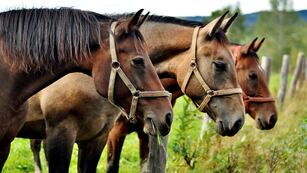 Se confirmó en Córdoba el primer caso positivo de la infección legal en caballos.