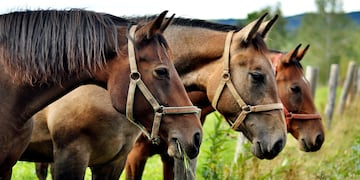 Se confirmó en Córdoba el primer caso positivo de la infección legal en caballos.