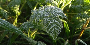 Se registró la primera helada del año en el Valle de Uco. Imagen ilustrativa.