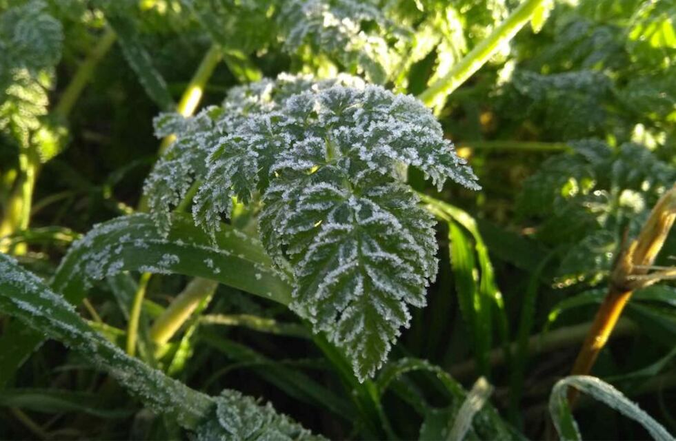 Descenso de la temperatura: la primera helada del año en el Valle de Uco registró casi 5° bajo cero