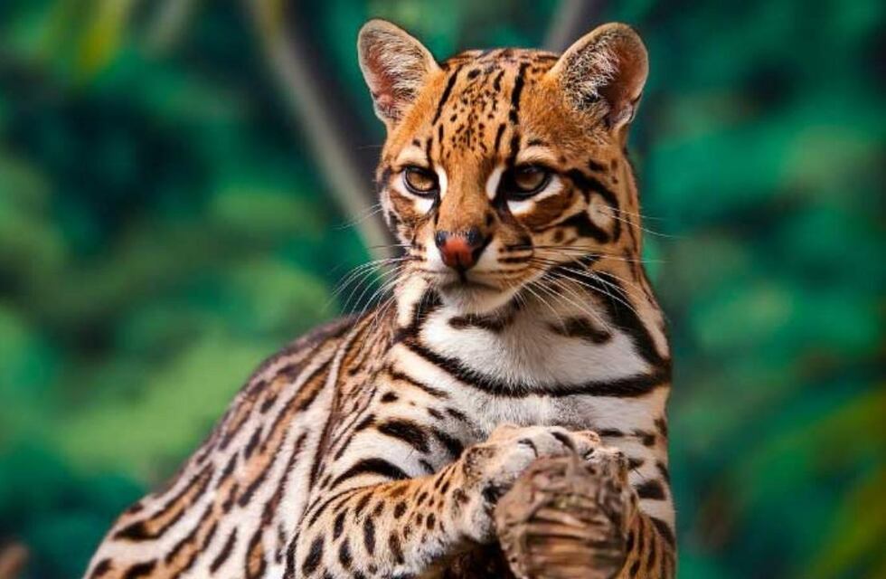 Llegó un nuevo ocelote a los Esteros del Iberá tras ser rescatado en Jujuy