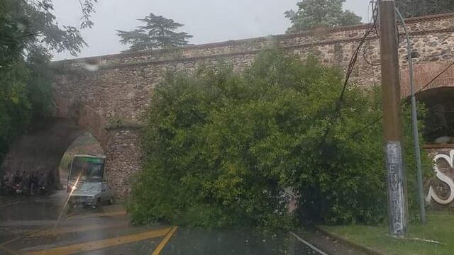 Arboles caídos y destrozos, por ejemplo en Saldán.