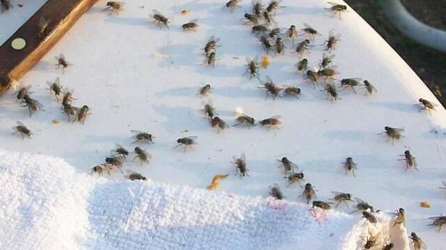 RECLAMO. Los vecinos piden medidas para controlar la invasión de moscas.