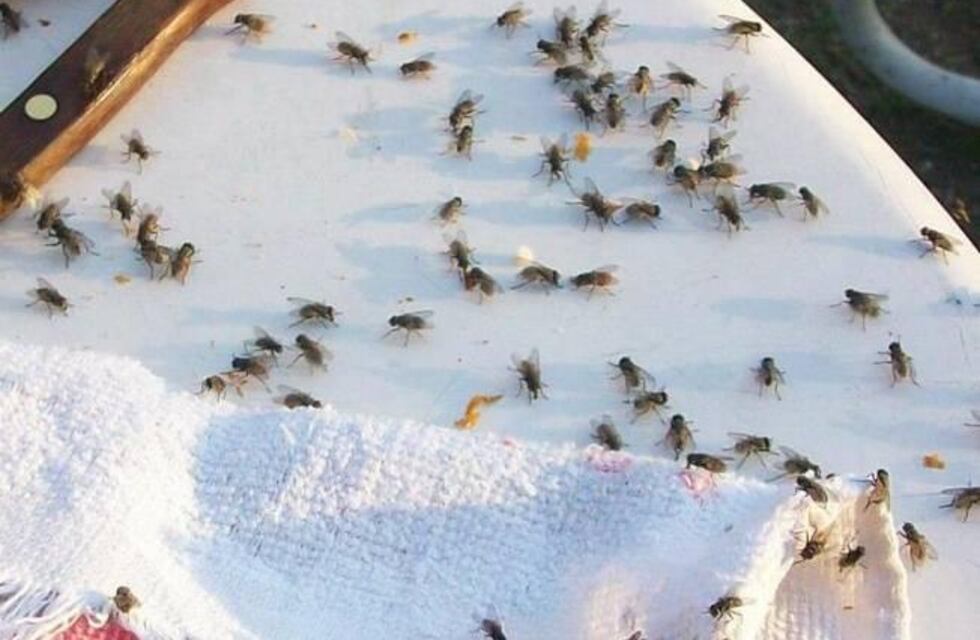 Vecinos se quejaron por una invasión de moscas en Santa María de Punilla