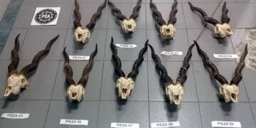 Detuvieron en Ezeiza a un español con nueve cráneos de antílope de la India\u002E