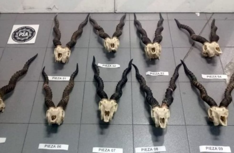 Detuvieron en Ezeiza a un español con nueve cráneos de antílope de la India