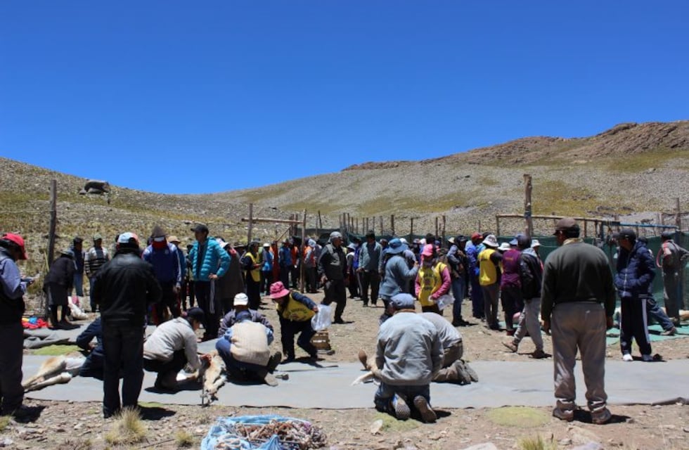 Práctica ancestral genera ingresos a comunidades originarias de Jujuy