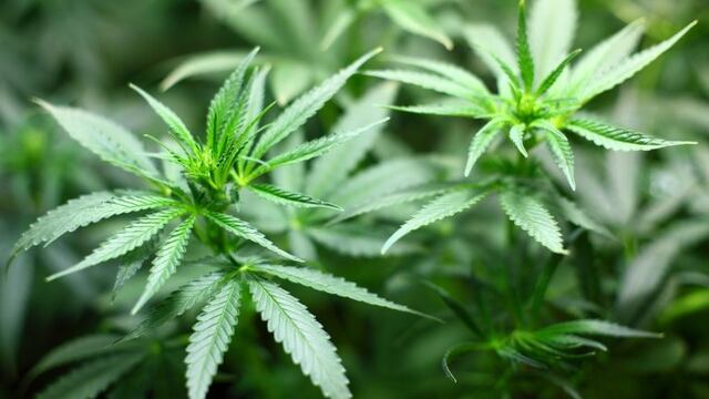 Cosméticos con cannabis, ¿el próximo éxito en productos de belleza?