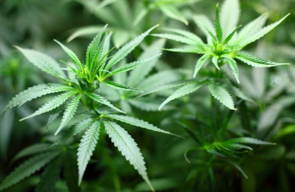 Cosméticos con cannabis, ¿el próximo éxito en productos de belleza?