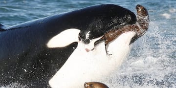 Orcas