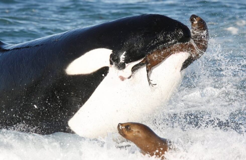 Temporada de Orcas: Península Valdés comienza a brindar un espectáculo único