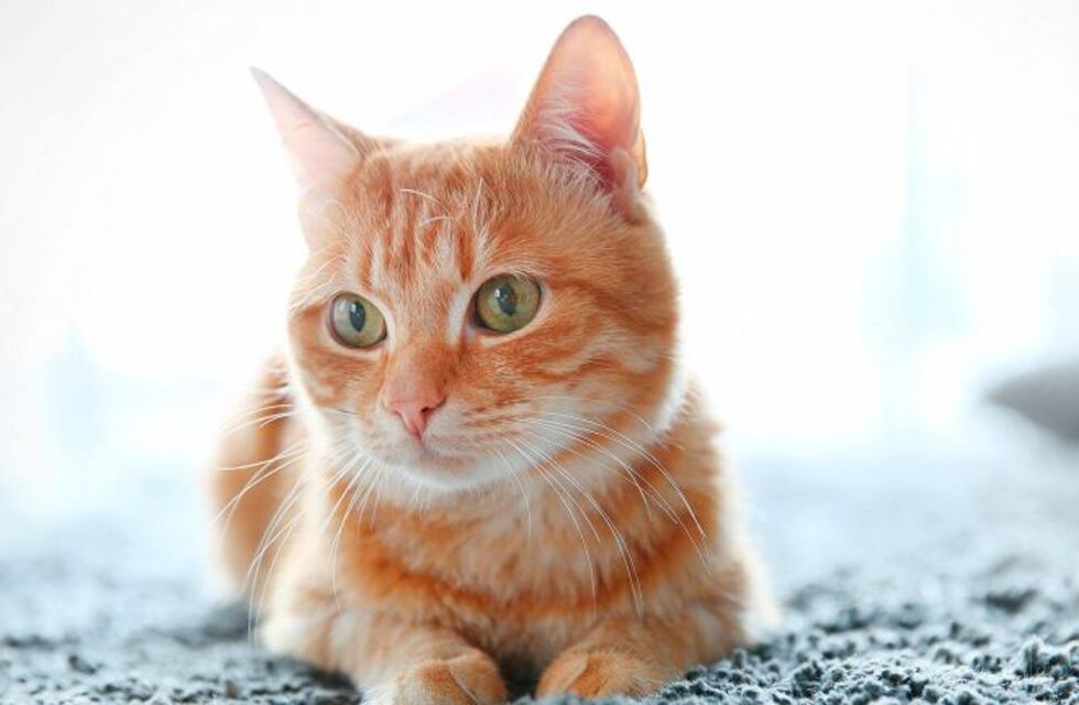 El excéntrico gato que no deja que su dueña coma dulces