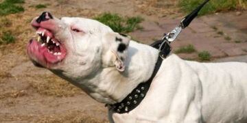 Según el informe policial, la adolescente estaba llegando a su casa sobre la calle en La Consulta cuando fue atacada por el perro\u002E