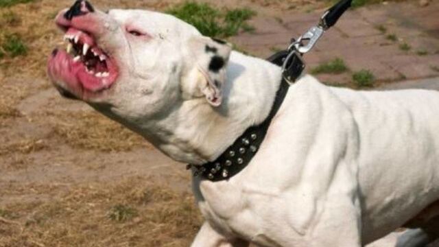 Según el informe policial, la adolescente estaba llegando a su casa sobre la calle en La Consulta cuando fue atacada por el perro\u002E