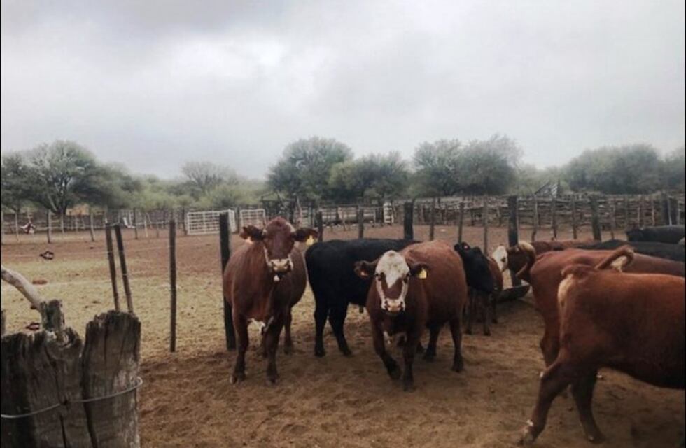 Presentaron el plan nacional de Manejo de Bosques con Ganadería Integrada