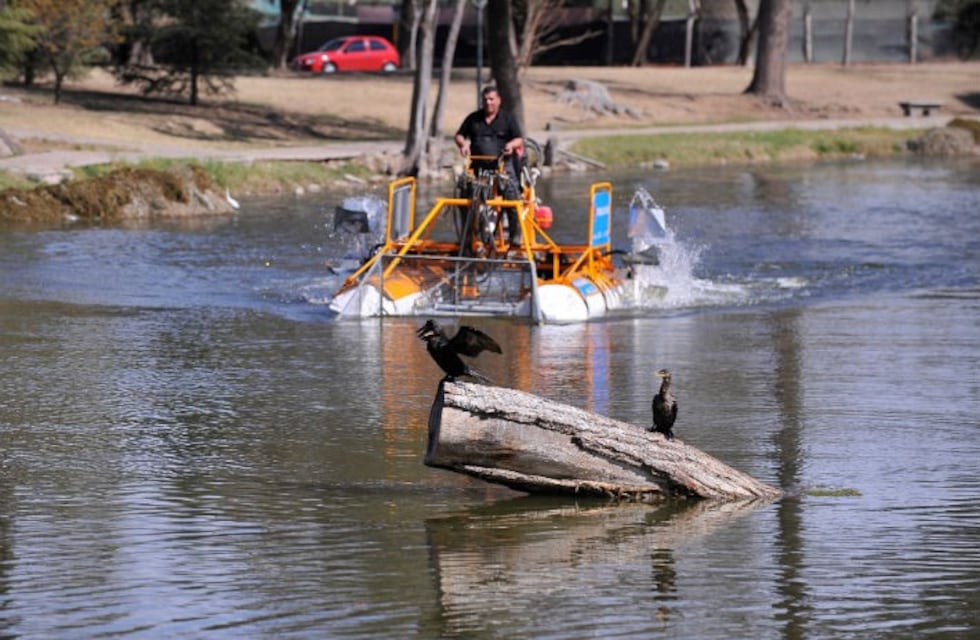 Sembrarán carpas para mejorar el agua del lago del Parque Sarmiento
