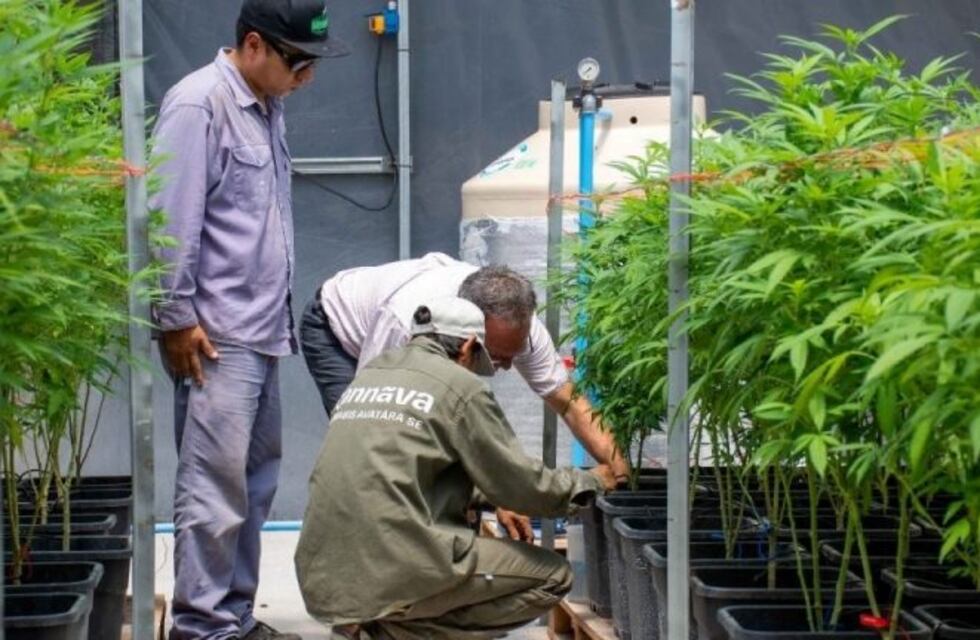 Surge posibilidad de intercambio con Alemania sobre cannabis medicinal