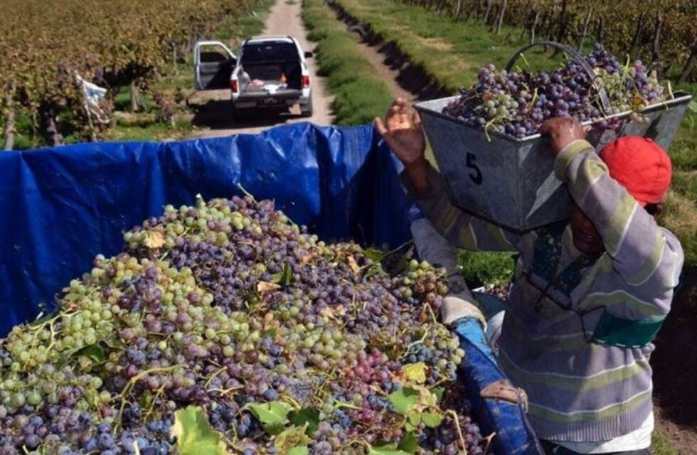 San Martín busca que el 80% de los cosechadores sean locales