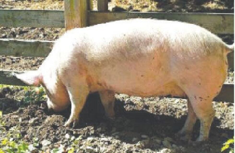 Policía intentó robarse una chancha y quedó detenido