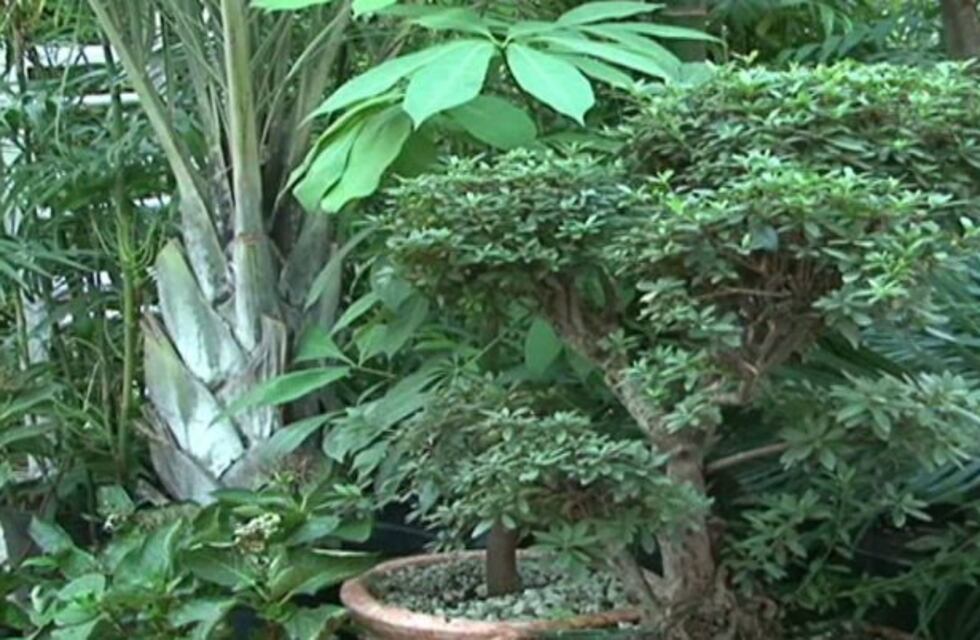 Actividades en Córdoba por el Día de la Fascinación por las Plantas