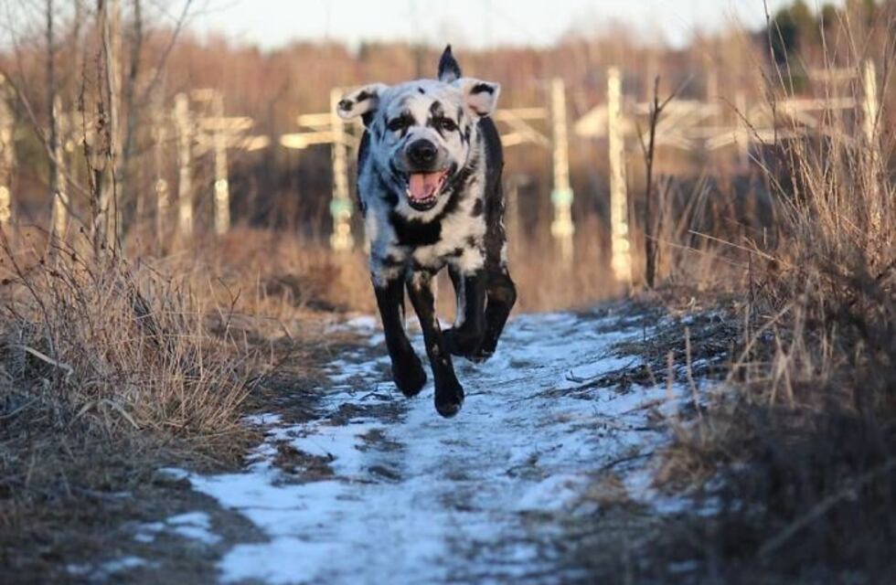 El labrador "mutante": el perro que cambia de color