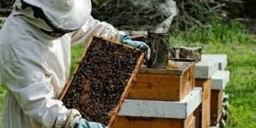 Productores de miel\nCrédito: Web