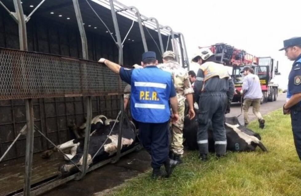 Un camión volcó con animales en Villaguay