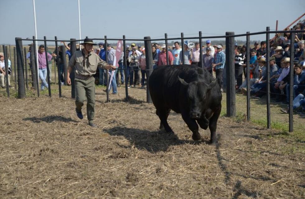 Jueves y viernes se desarrollará la Primera Edición de Agronea Ganadera