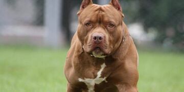 Una nena fue mordida en la cabeza por un Pitbull (Foto: Imagen ilustrativa)