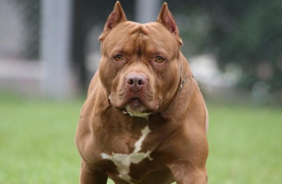 Una nena fue mordida en la cabeza por un Pitbull