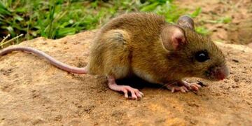 Hantavirus\u002E