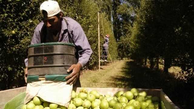 Cosecha de Peras, Valle de Río Negro