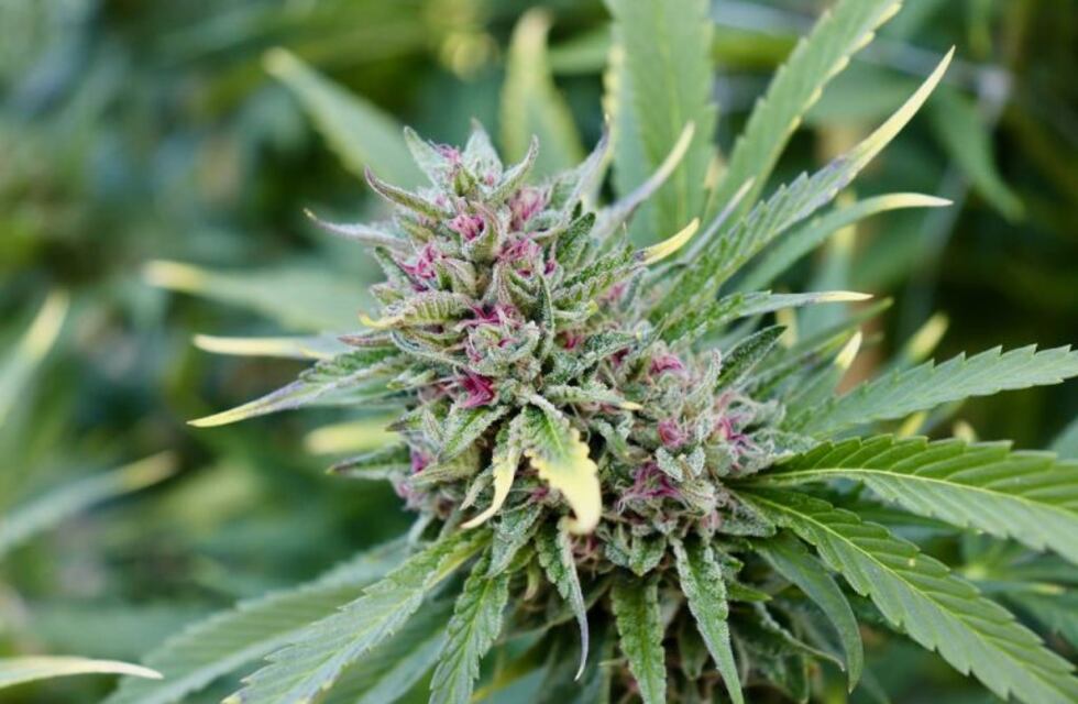 Tres años de prisión por sembrar, cultivar y guardar semillas de marihuana