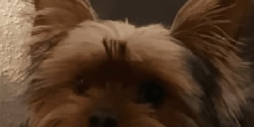 Perrito robo dentadura de su dueño