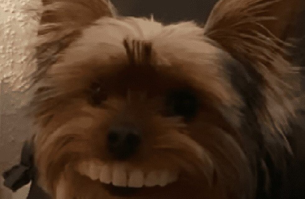 Un perrito se robó la nueva dentadura de su dueño y se hizo viral