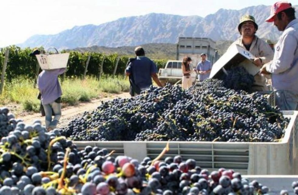 Cosechas: sólo 3 riojanos buscaron trabajo y las ganancias quedarán otra vez en manos de golondrinas