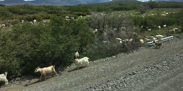 Ovejas en Neuquén\u002E