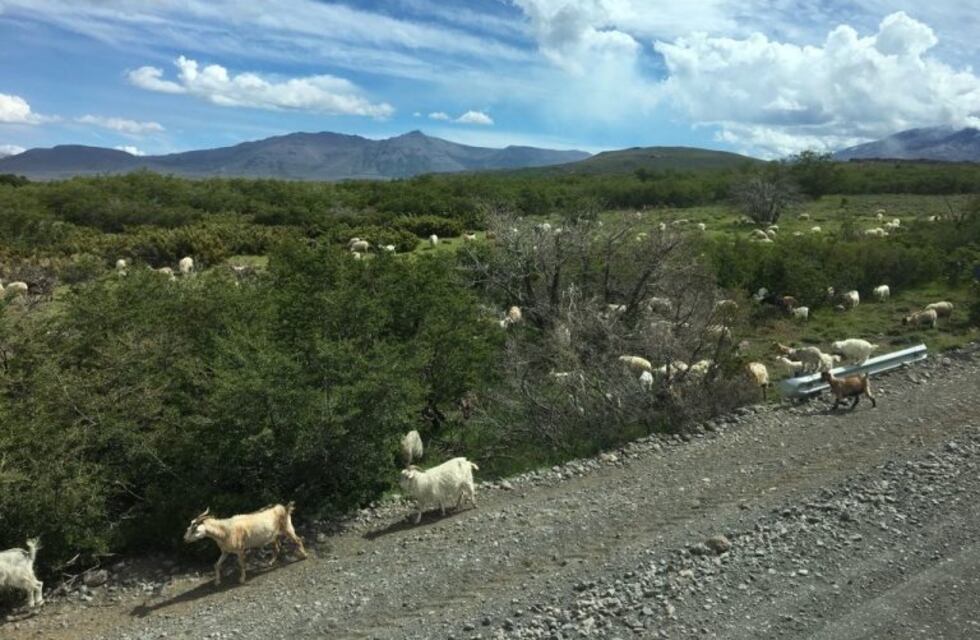 Declararon zona libre de brucelosis ovina y caprina a la región patagónica