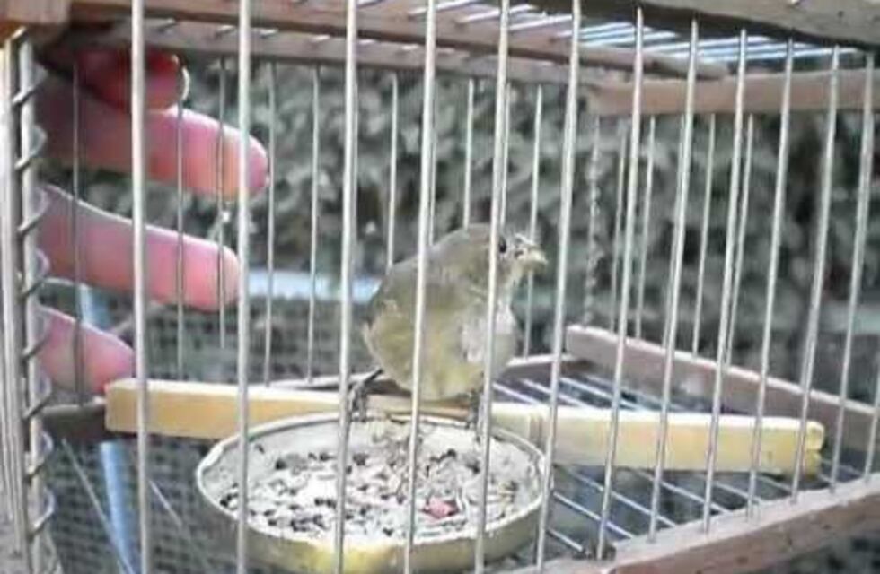 Cazaba pájaros y lo apresaron en Carlos Paz