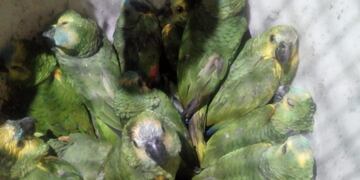 Loros rescatados en Pichanal\u002E (Policía de Salta)