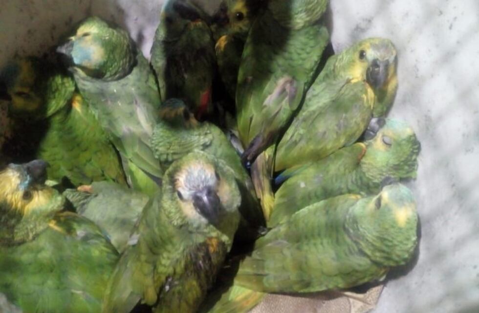 Rescataron loros del contrabando en Pichanal