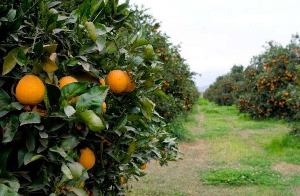 Productores de cítricos de Salta y Jujuy buscan declarar la emergencia