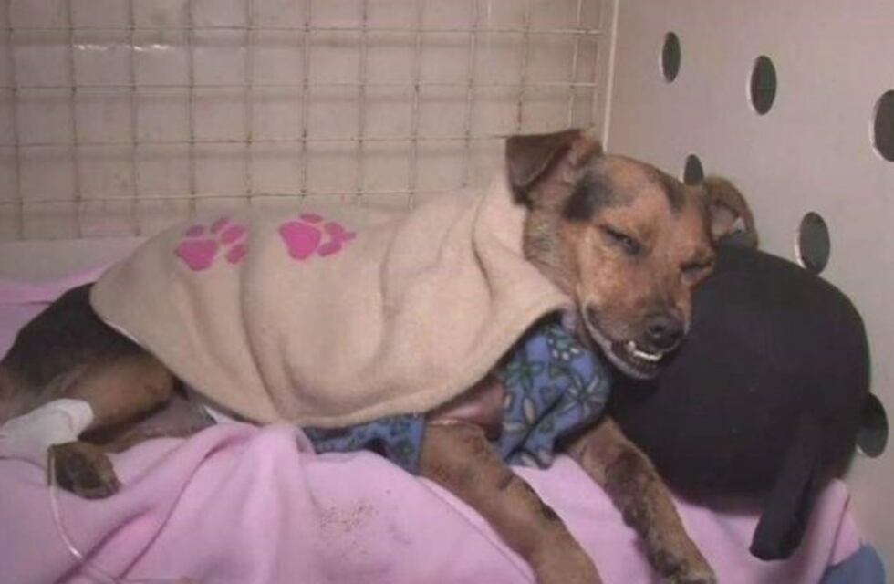 Murió Bombón, la perrita que había sido despellejada en barrio Jardín