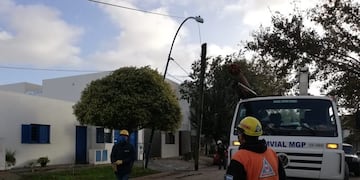 Diez evacuados y caídas de árboles y postes fue el saldo del temporal en Mar del Plata (Foto: @VialyAlumMGP)