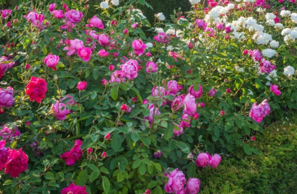 Cómo armar un rosedal en casa