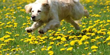 KAS002 STADTALLENDORF (ALEMANIA) 27/04/2010\u002E- Emma, una perra de la raza Golden Retriever, corre por un campo lleno de flores en Stadtallendorf (Alemania) hoy, martes 27 de abril de 2010\u002E Se prevén temperaturas que alcanzarán los 27 grados centígrados lo que apunta a la llegada de la primavera a Alemania\u002E EFE/Uwe Zucchi alemania stadtallendorf emma perro corriendo sobre campo de flores animales perros